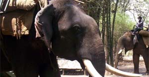jim corbett elephant safari opening and closing dates in 2024