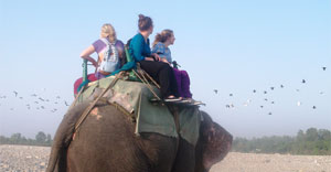 elephant safari revised and updated rate for kids and adults-2024